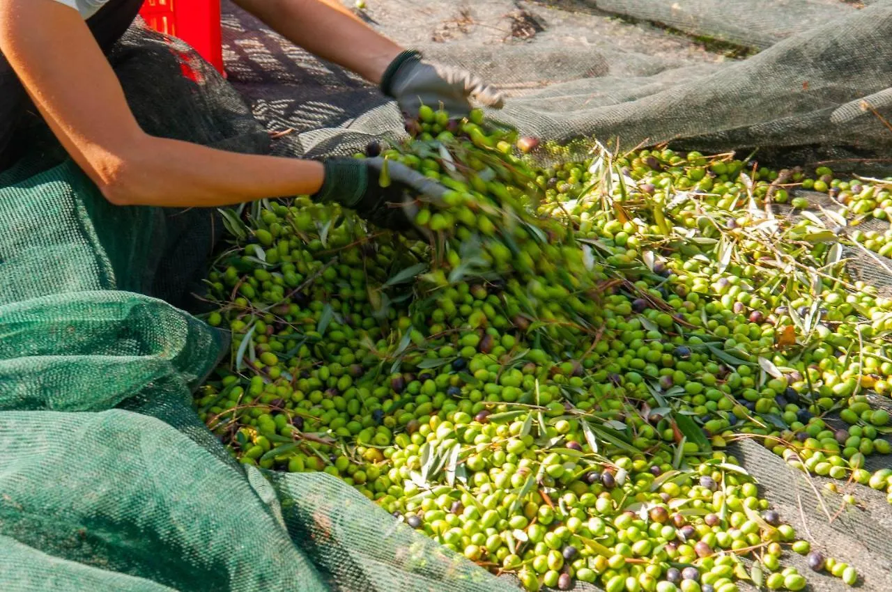 Tenuta Di Sticciano Certaldo Italië
